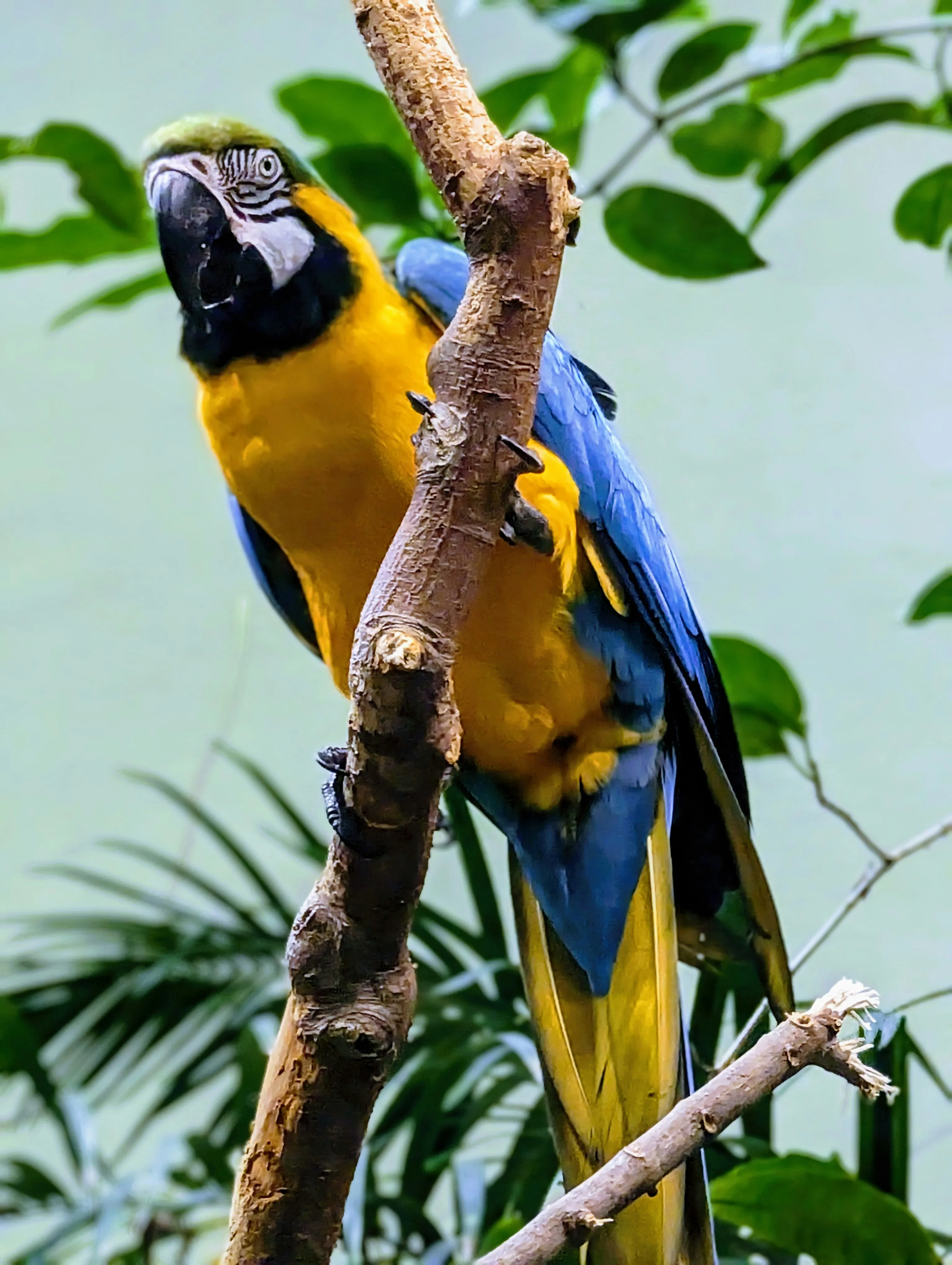Blue and yellow parrot